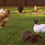 Jurta Na Skraju Lasu Luksustelt Zawady (Lask)