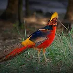 Jurta Na Skraju Lasu