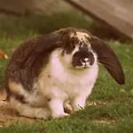 Jurta Na Skraju Lasu Luksustelt *