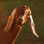 Jurta Na Skraju Lasu * Zawady (Lask)