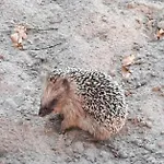 Jurta Na Skraju Lasu Luksustelt *