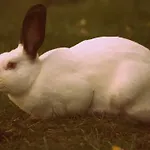 Jurta Na Skraju Lasu Zawady (Lask)