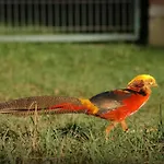 Jurta Na Skraju Lasu * Zawady (Lask)