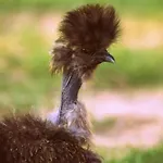 Jurta Na Skraju Lasu