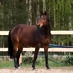 Jurta Na Skraju Lasu Zawady (Lask)