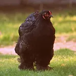 Luksustelt Jurta Na Skraju Lasu *