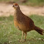 Jurta Na Skraju Lasu Luksustelt Zawady (Lask)