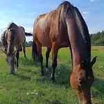 Jurta Na Skraju Lasu *