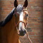 Jurta Na Skraju Lasu * Zawady (Lask)