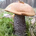 ラグジュアリーテント Jurta Na Skraju Lasu *