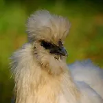 Luksustelt Jurta Na Skraju Lasu Zawady (Lask)