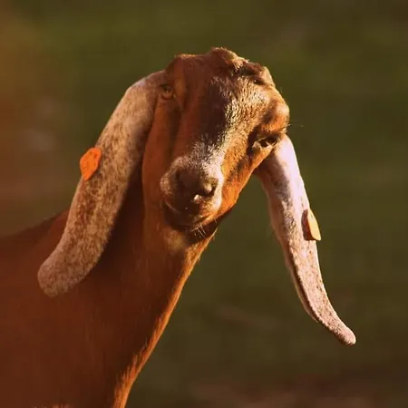 Jurta Na Skraju Lasu * Zawady (Lask)