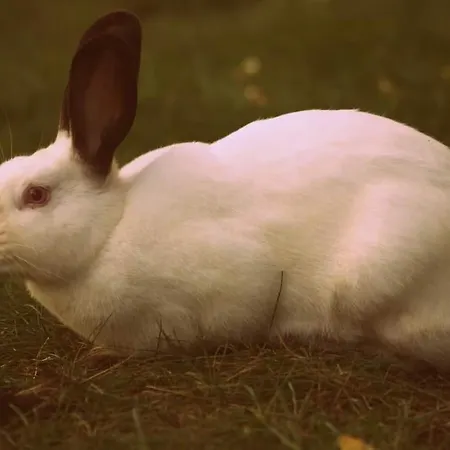 Jurta Na Skraju Lasu Zawady (Lask)