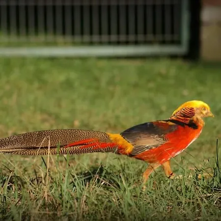 Jurta Na Skraju Lasu * Zawady (Lask)