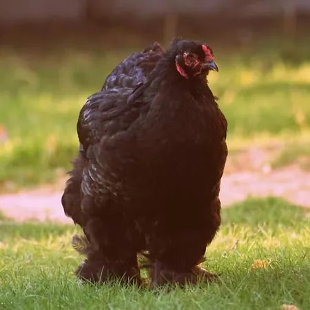 خيمة فخمة Jurta Na Skraju Lasu *