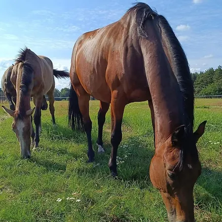 Jurta Na Skraju Lasu *
