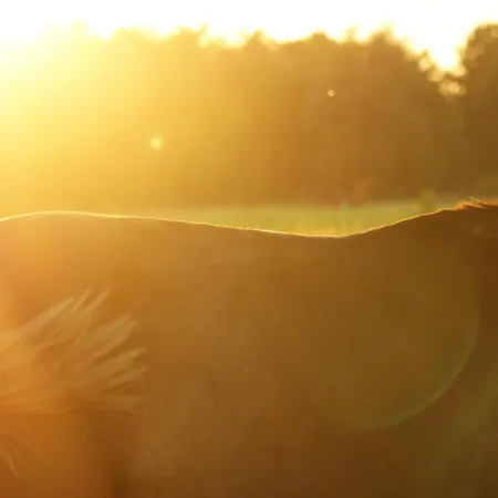 Jurta Na Skraju Lasu *