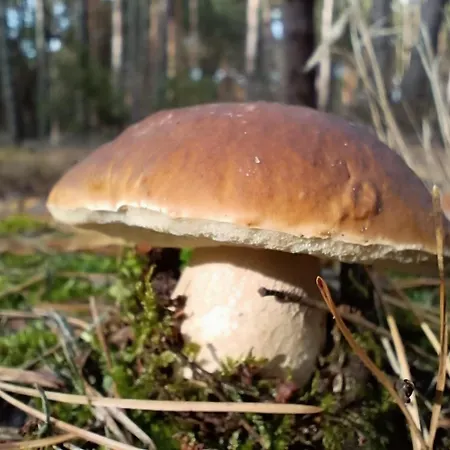 Jurta Na Skraju Lasu Luxusní stan *