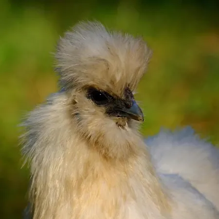خيمة فخمة Jurta Na Skraju Lasu Zawady (Lask)