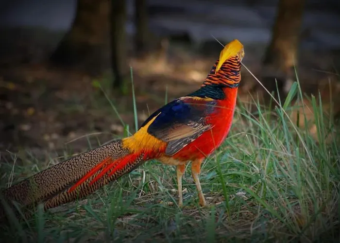 Jurta Na Skraju Lasu