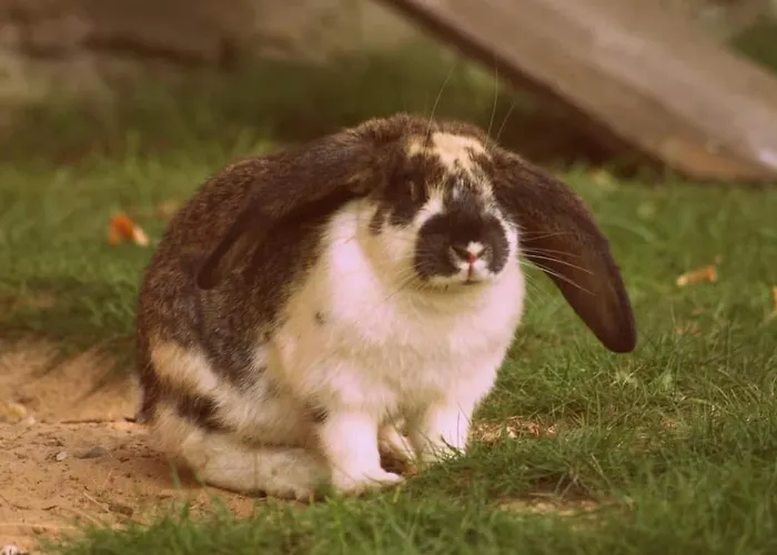 Jurta Na Skraju Lasu Luxe tent *