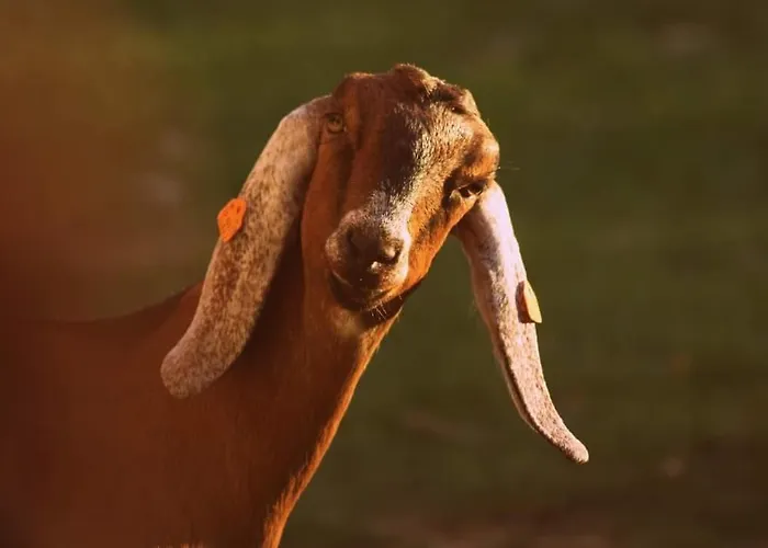 Jurta Na Skraju Lasu * Zawady (Lask)