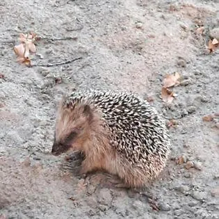 Jurta Na Skraju Lasu Luxe tent *