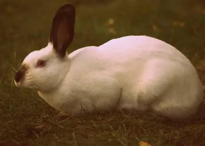 Jurta Na Skraju Lasu Zawady (Lask)