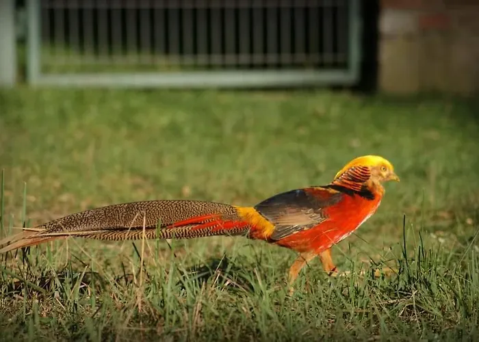 Jurta Na Skraju Lasu * Zawady (Lask)