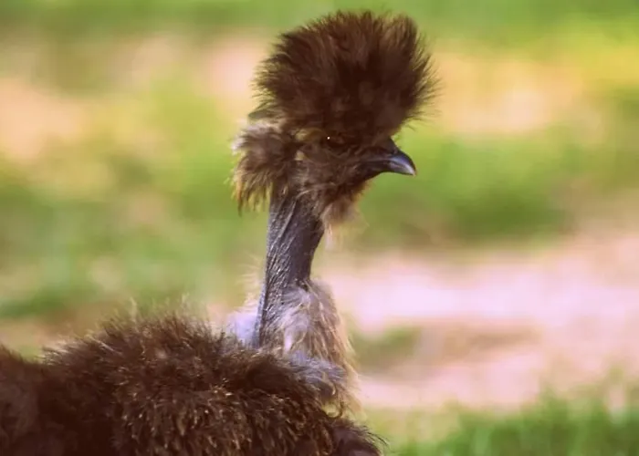 Jurta Na Skraju Lasu