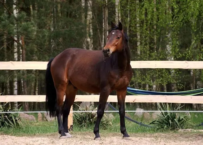 Jurta Na Skraju Lasu Zawady (Lask)