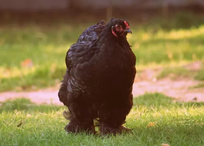 Luxe tent Jurta Na Skraju Lasu *