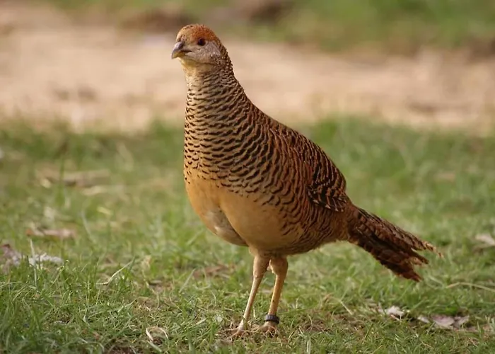 Jurta Na Skraju Lasu Luxusní stan Zawady (Lask)