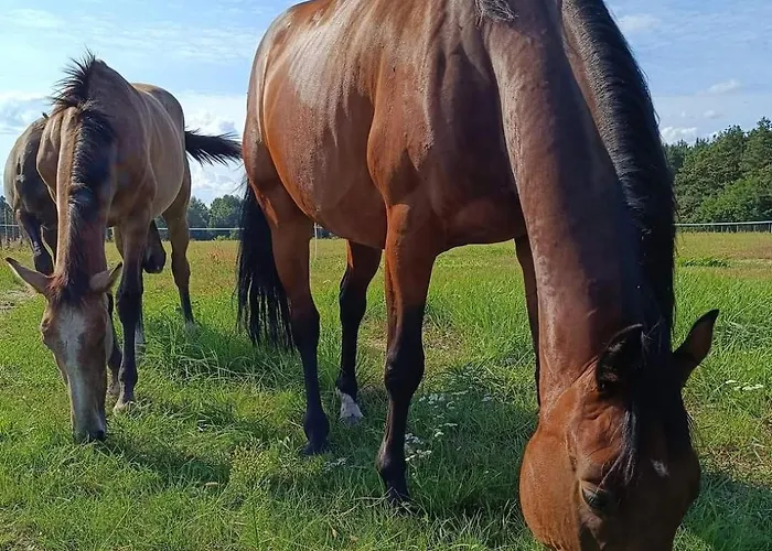 Jurta Na Skraju Lasu *