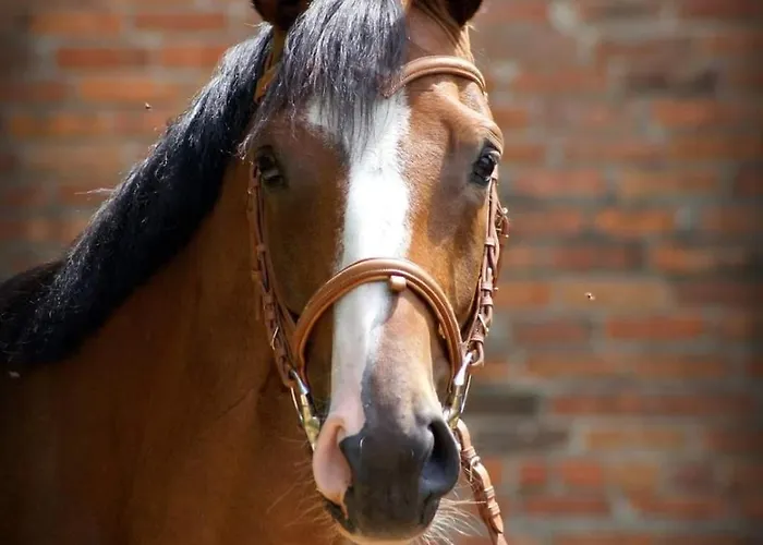 Jurta Na Skraju Lasu * Zawady (Lask)