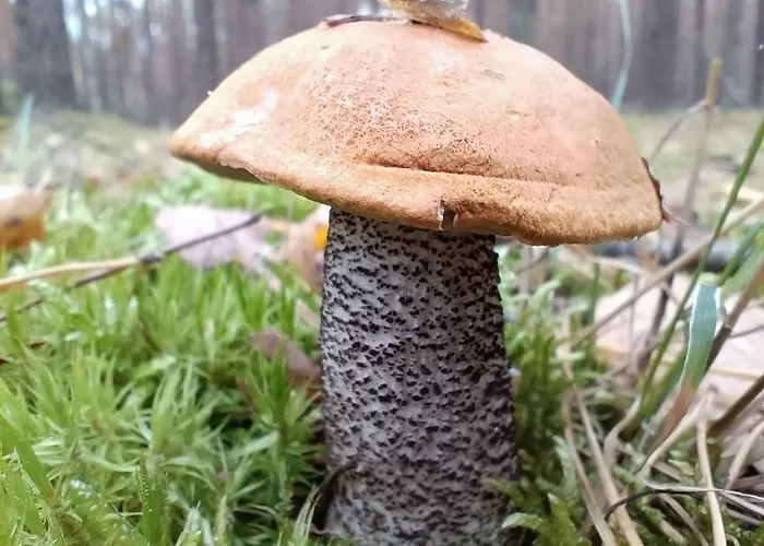 Luxusní stan Jurta Na Skraju Lasu *