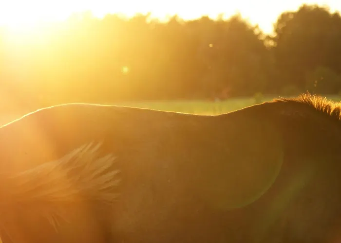 Jurta Na Skraju Lasu *
