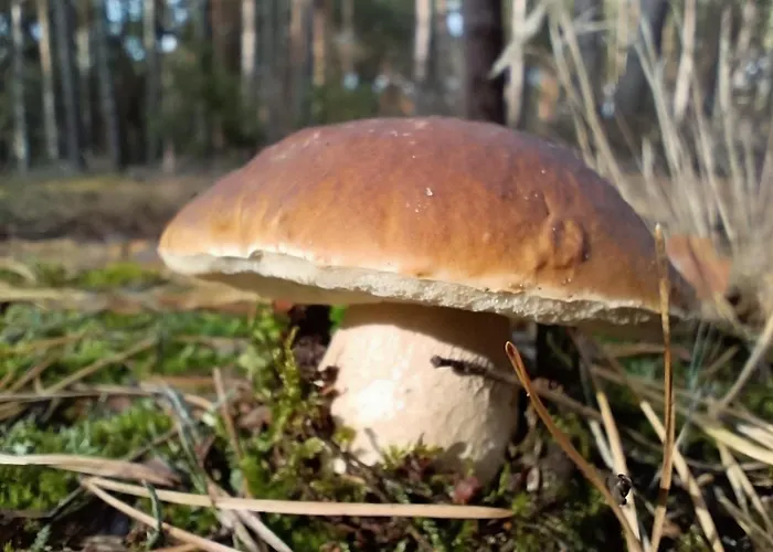 Jurta Na Skraju Lasu Luxusní stan *