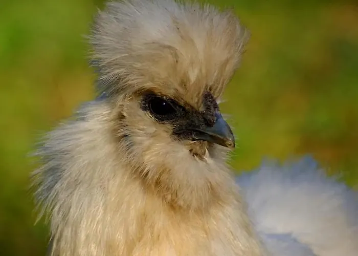 Luxusní stan Jurta Na Skraju Lasu Zawady (Lask)